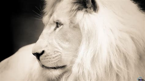 Wallpapers White Lion Wallpaper Cave