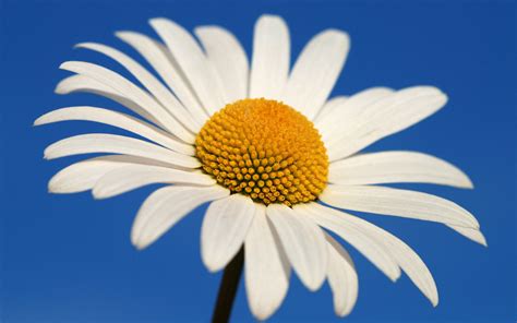 Glowing White Daisy Wallpapers Hd Wallpapers Id 5537