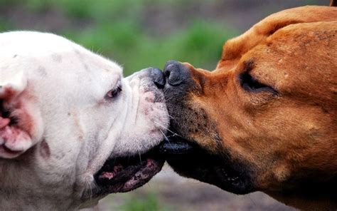 Dog Muzzles Kiss Fight Hd Wallpaper Wallpaper Flare