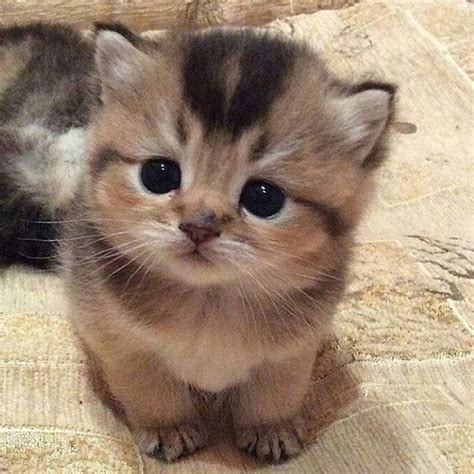 Cute Kitten And Like Omg Get Some Yourself Some Pawtastic Adorable Cat
