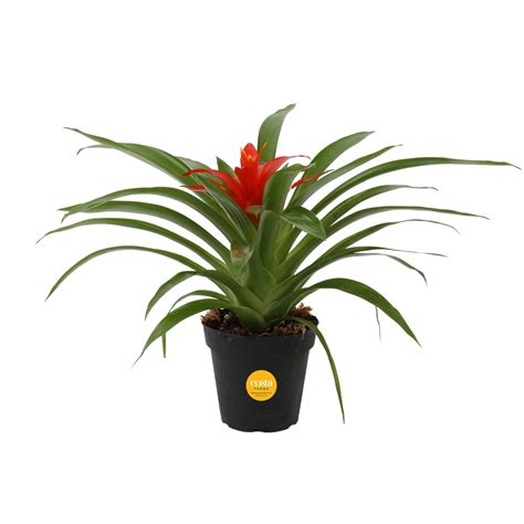 Buy Costa Farmsbromeliad Live Live Indoor Flowering House Potted In