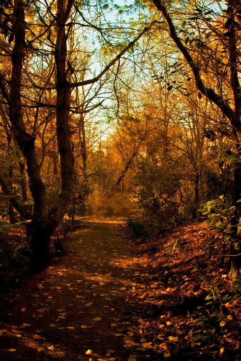 Enchanted Forest 5 By Cathleentarawhiti On Deviantart
