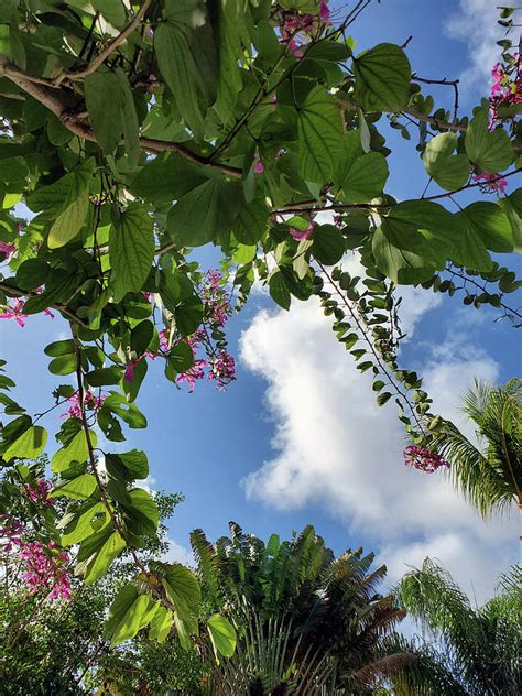 Tropical Canopy Photograph By Lois Tomaszewski Pixels