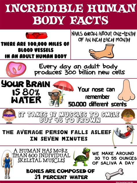 health and science poster incredible human body facts 3rd grade adventures human body facts