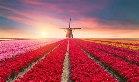 5 Places To Visit In The Netherlands For Flower Lovers Dutchreview