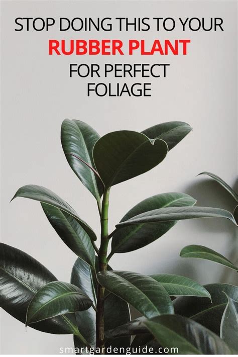 Rubber Plant Indoor Rubber Plant Care Rubber Tree Plant House Plant