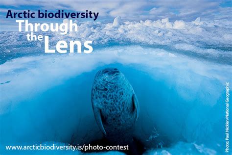 Arctic Biodiversity Through The Lens Photography Competition