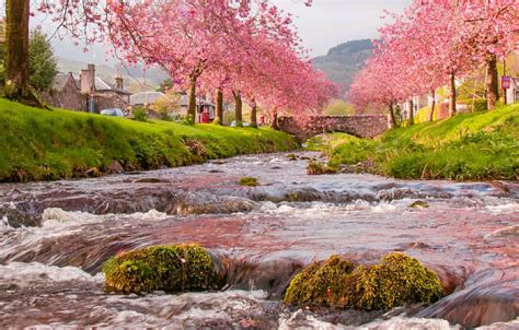 Wallpaper Water Trees House River For Spring Sakura River Trees