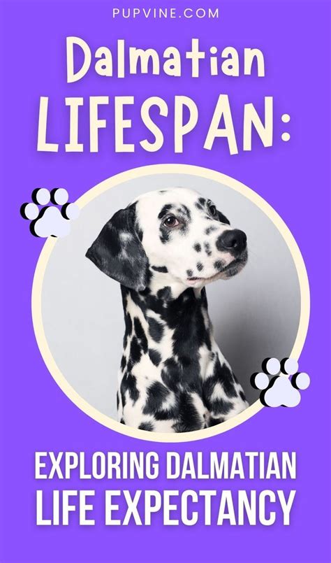 Dalmatian Lifespan Exploring Dalmatian Life Expectancy Lifespan Dalmatian Life Expectancy