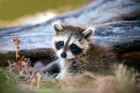 What Does A Baby Raccoon Look Like Classified Mom