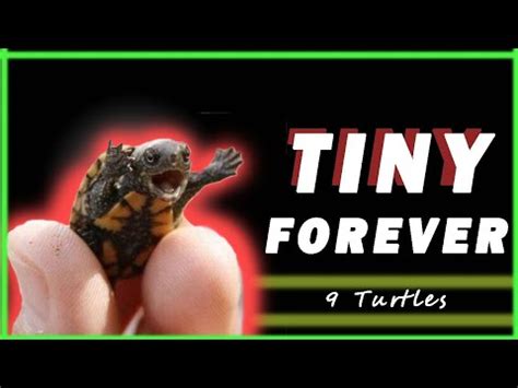 Turtles That Stay SMALL FOREVER TINIEST Turtles Of All Time YouTube