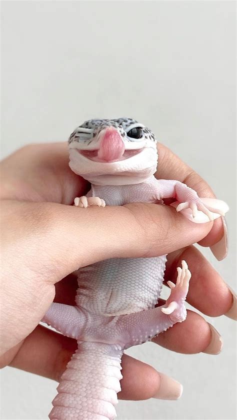 10 Fun Facts About Geckos Uncover Their Secret Popularity As A Pet