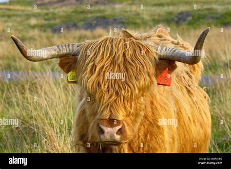 Highland Cow Mull Inner Hebrides Argyll And Bute Scotland United