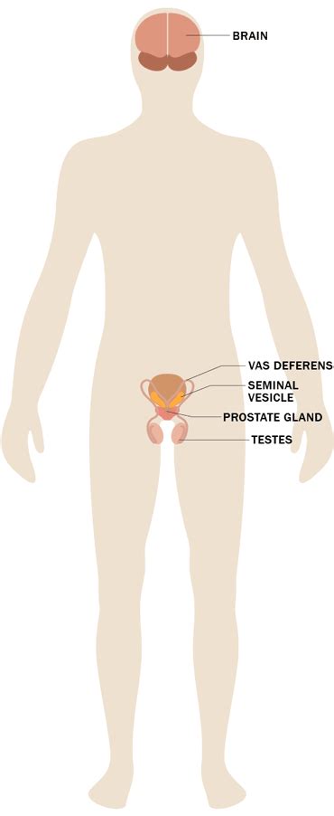 Anatomy arcade a fun interactive site with games that will help you learn the formal names, say, of muscles, bones, and such. Stress Effects on the Body: Male Reproductive System