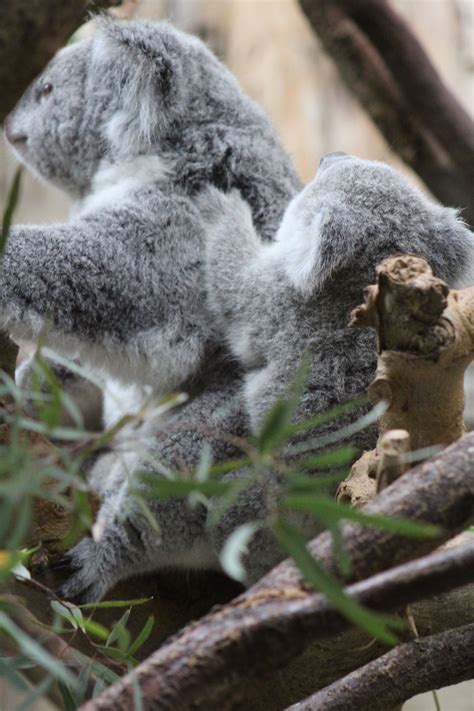 Two Cuties Koala Marsupial Koala Cuddly Animals