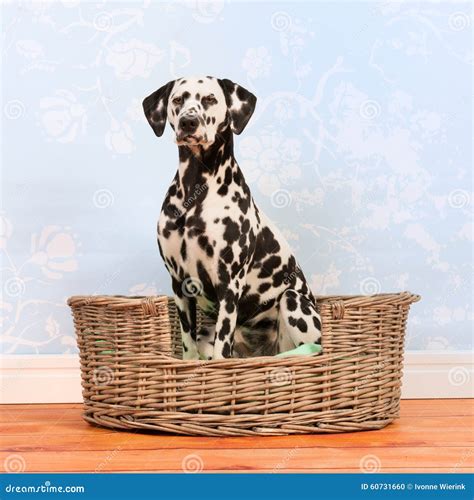 Dalmatian Dog Sitting In Basket Stock Photo Image 60731660