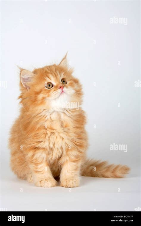 British Longhair Cat Kitten 8 Weeks Red Tabby Highlander Lowlander