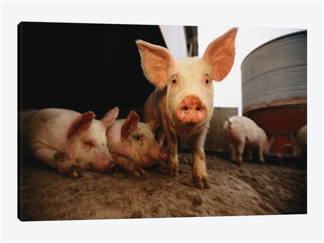 A Cute Pig Looks Up His Snout At The Pho Canvas Print Joel Sartore