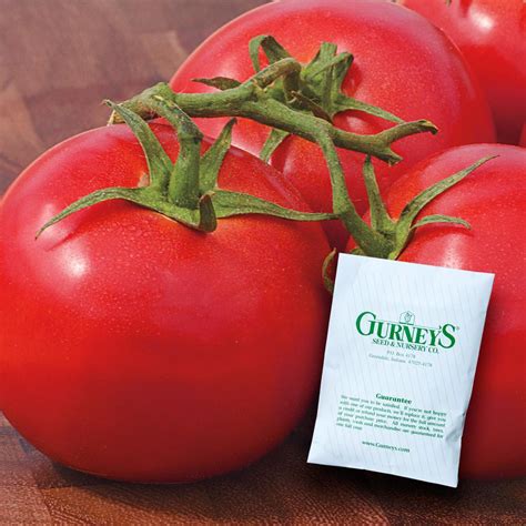 Gurneys Tomato Early Girl Hybrid 30 Seed Packet 15080 The Home Depot