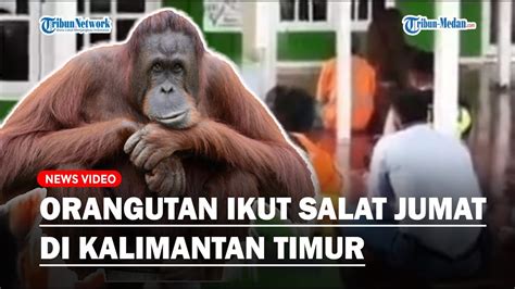 Viral Orang Utan Ikut Salat Jumat Di Masjid YouTube