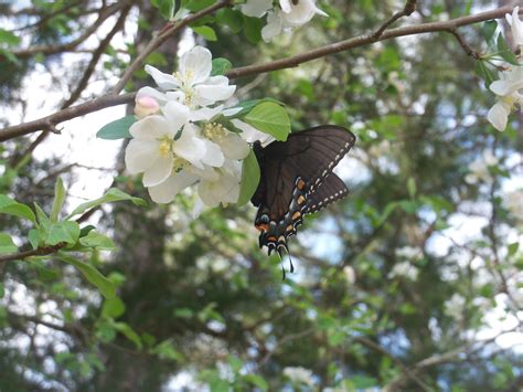 April 2014 In Diann S Garden In Pontotoc Ms Black Tiger Swallowtail
