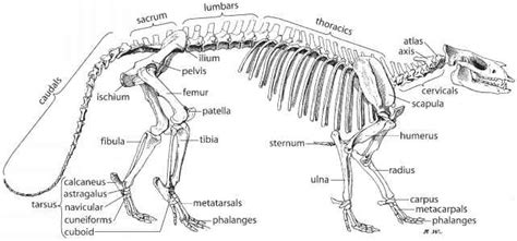 Postcranial Skeleton Age Of Mammals Fossil Hunters