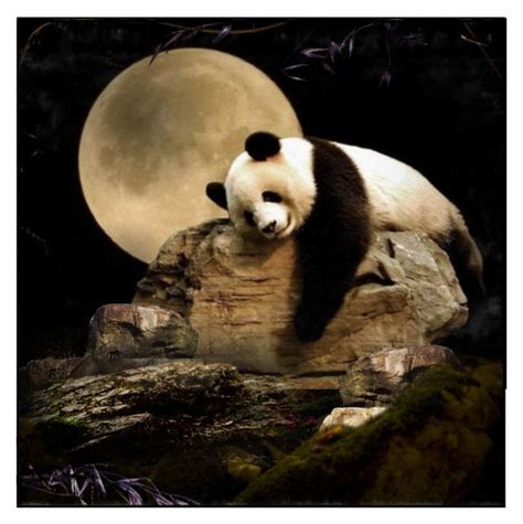 Animals At Night Panda Animals Panda Bear