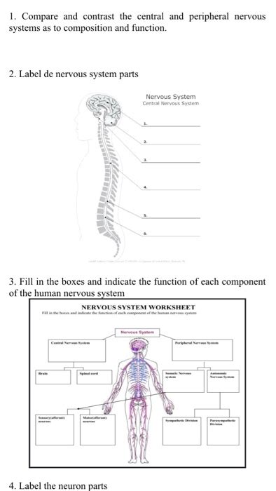 Labeling The Nervous System Central Nervous System Diagram Worksheet Images