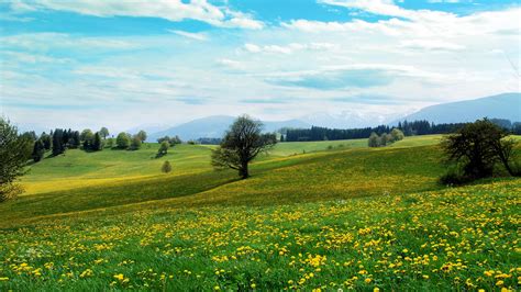 Download hd wallpapers for free on unsplash. Download Wallpaper 1920x1080 spring, field, trees, flowers Full HD 1080p HD Background