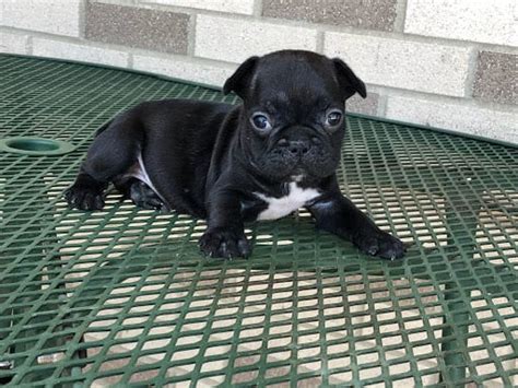 Click here to be notified when new french bulldog puppies are listed. French Bulldog Puppies For Sale in Indiana & Chicago ...