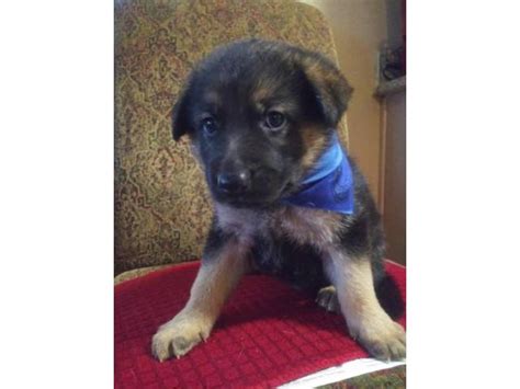 This breed is large, agile, and strong. 6 weeks of old adorable German Shepherd Puppies for sale ...