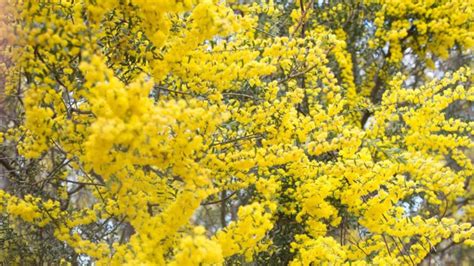 Australian Golden Wattle Set For Blast Off 7news