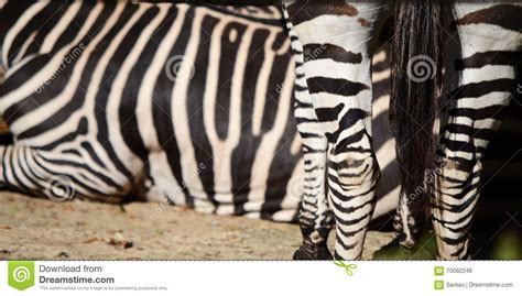 Zebra Stock Photo Image Of Stripes Mammal White Africa 70062246
