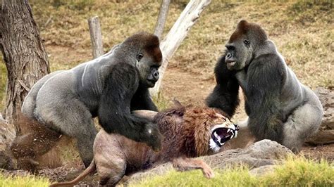 The Best Of Wild Animals Attacks Amazing Moments Of Wild Animal Fights