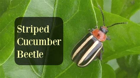 Striped Cucumber Beetle A Natural Control Biologic Company