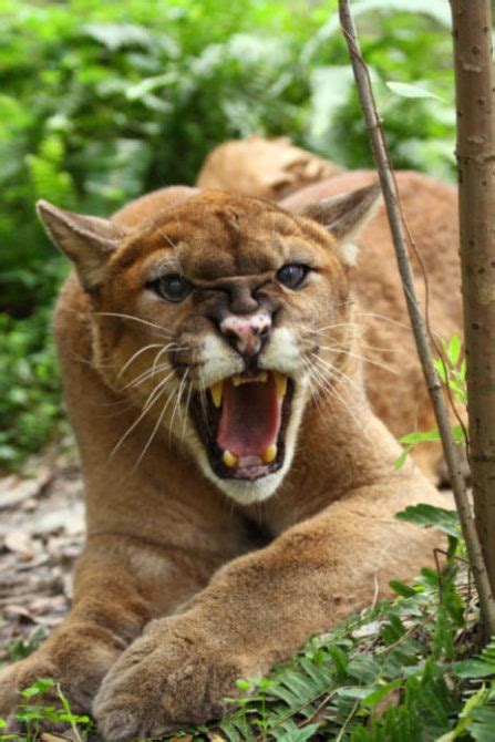 The florida panther is mostly confined to southwest florida, usually in pinelands, hardwood hammocks, and mixed swamp forests. July 13 2017 | Big Cat Rescue
