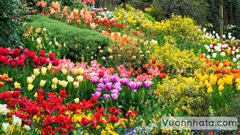Điểm Danh Các Loài Hoa đẹp ở Việt Nam Và ý Nghĩa Vườn Nhà Ta