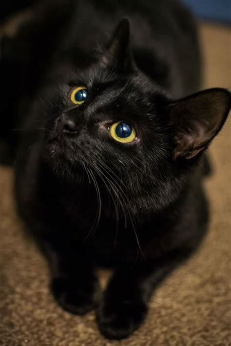 Bombay Cat Breed Information Pictures Characteristics And Facts Cat