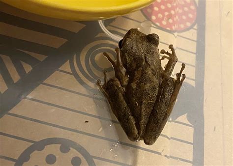 Another Invasive Cuban Treefrog Found In Plants Shipped To Oregon