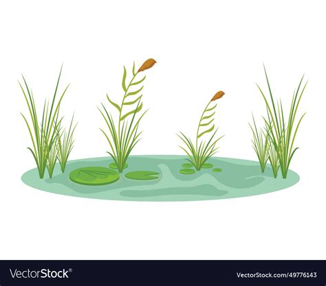 Wetland Natural Royalty Free Vector Image Vectorstock