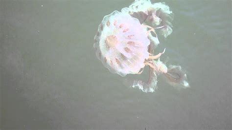 Chesapeake Jellyfish Youtube