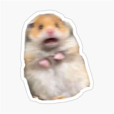 Funny Hamster Sticker By Life Chang In 2021 Meme Stickers Tumblr
