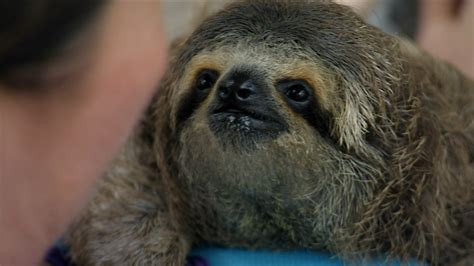 Nature Baby Sloth Nursed Back To Health Twin Cities Pbs
