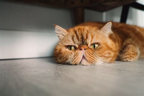 Horizontal portrait of a persian cat a dslr horizontal photo of an orange, white and black pure breed persian cat looking at camera. Justin Lim, Animals, Cat, Persian cat Wallpapers HD ...