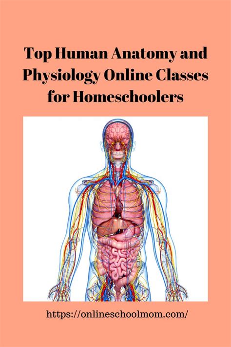 Human Anatomy Online High School Classes In 2020 Online High School