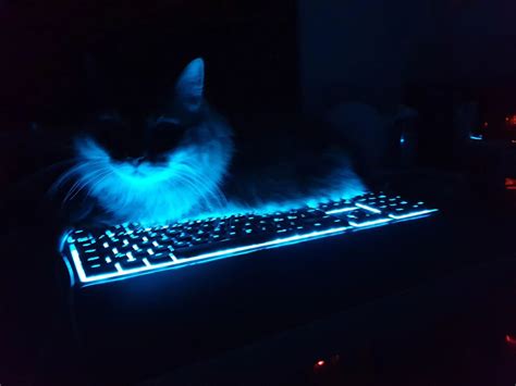 Discord Banners Keyboard Quick Blue Things Gatos Banner Posters