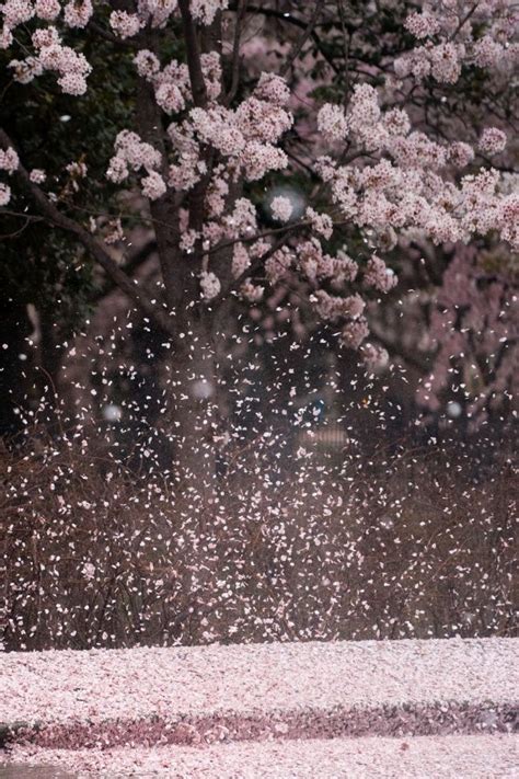 Cherry Blossom Rain Cherry Blossom Wallpaper Cherry Blossom Japan