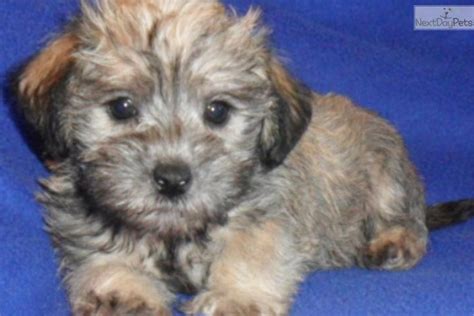 The hordes of green bay packers fans who made the trip to canton, ohio to see brett favre be inducted into the pro football hall of fame had to be a bit. Schnoodle puppy for sale near Akron / Canton, Ohio ...