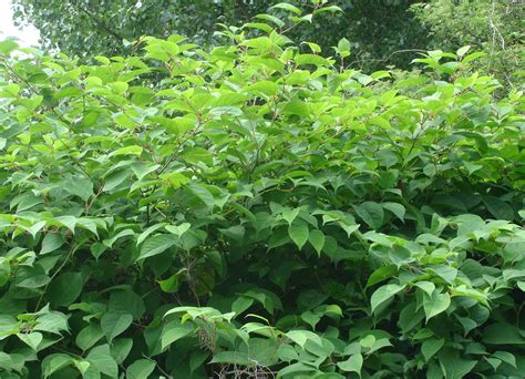 Fallopia japonica and polygonum cuspidatum) is the most widespread form of knotweed in the uk. New Japanese Knotweed Code of Practice published ...