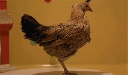 Chickens Chicken Dancing Werner Herzog Animated Giphy